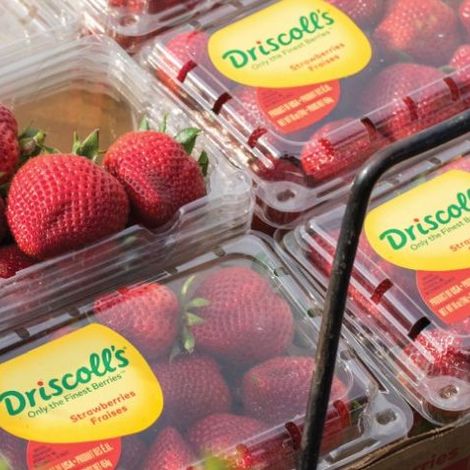 Driscolls de Chile SA - Packaged Products