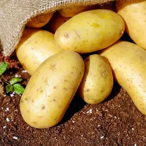 Potato