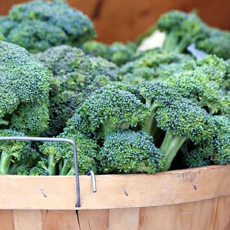 Fresh bulk or retail pack Broccoli
