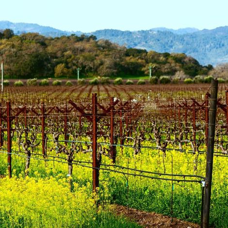 Vine Cliff Winery_Wine_Vineyards