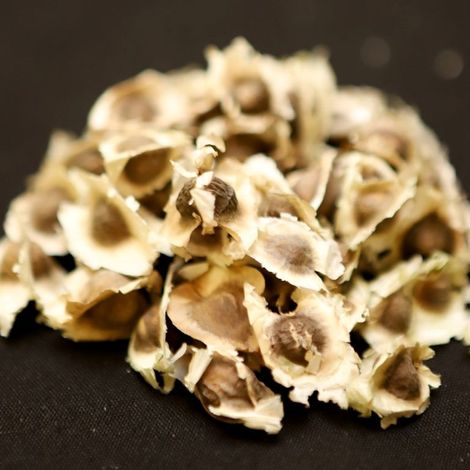 PT. Moringa Indonesia Fangardana - Moringa Seeds