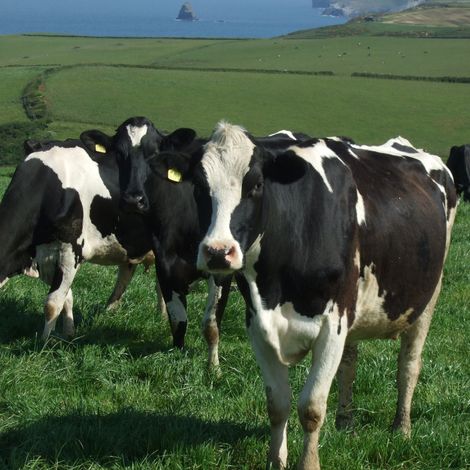 Saputo Dairy UK Ltd - Livestock