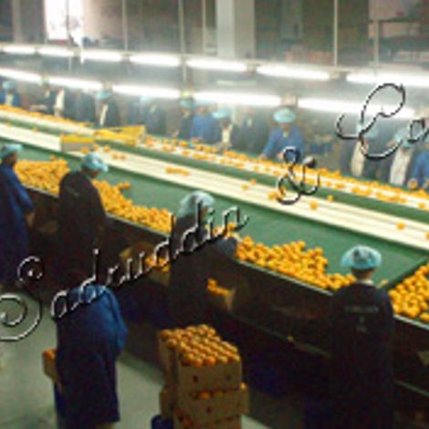 Sadruddin & Co - Processing Facility