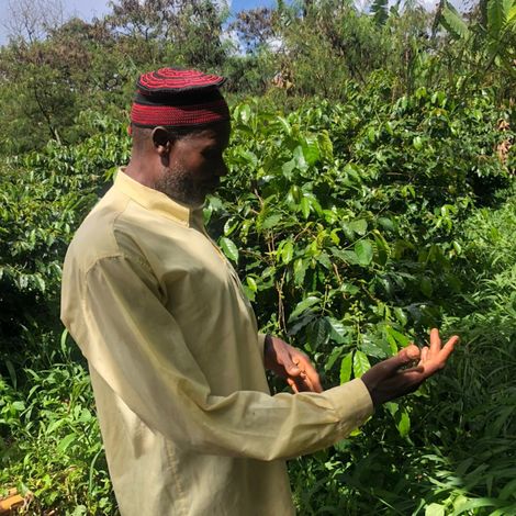 Aseans Cameroon Limited - Plantation