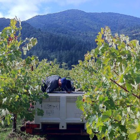 Fiftyrow Vineyards_Wines_Vineyard