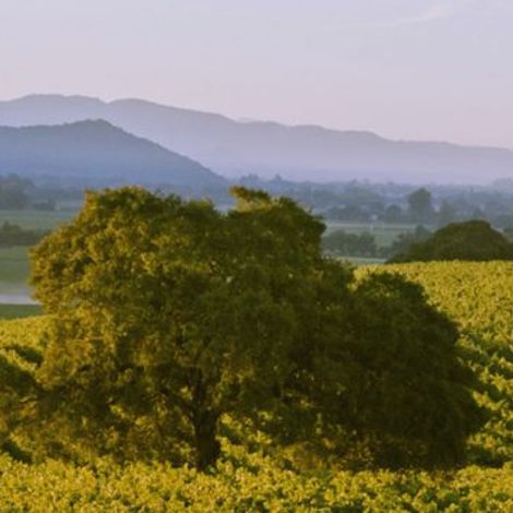 Quintessa Vineyard 1.jpeg