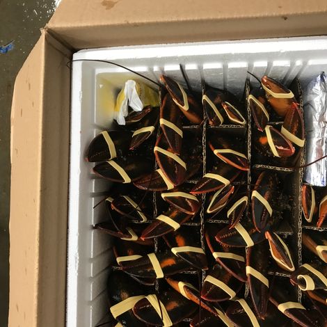 Gidney Fisheries Limited - Packaging