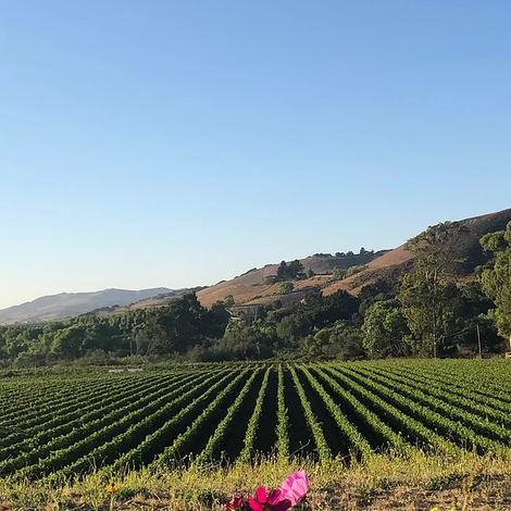 Vineyards