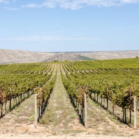 South Hill Vineyards_Wine_Vineyards