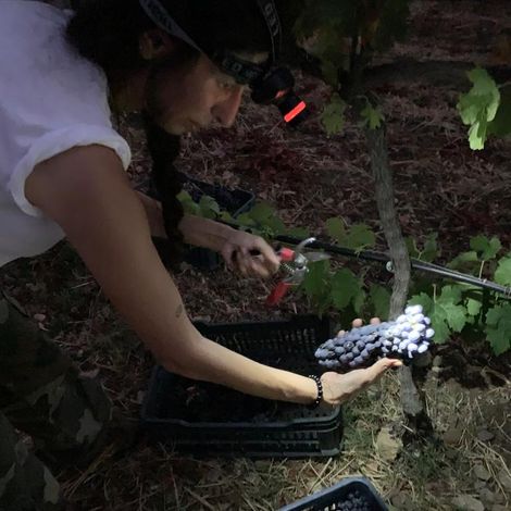 MMG Şarapçılık(vineyard)_Wine_Night Harvest