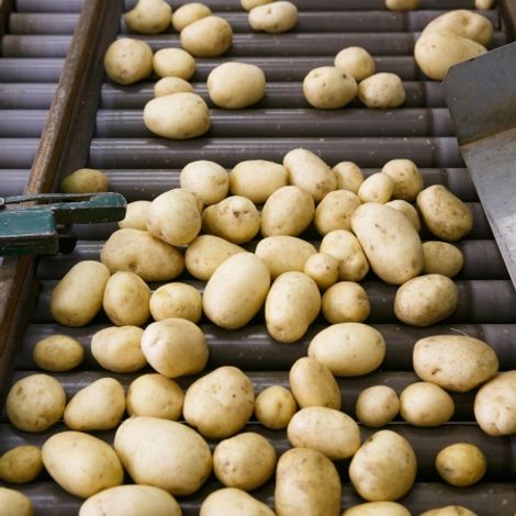 AARDAPPELHANDEL VINDEVOGEL - Processing Facility