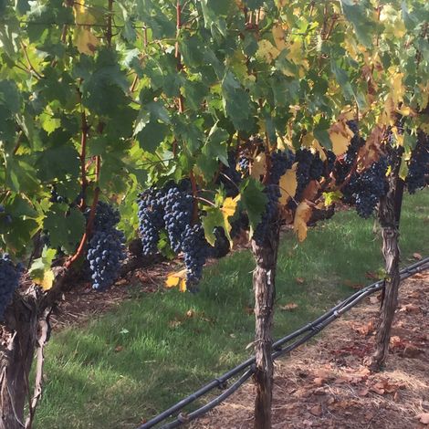 Harbison Estate Wines