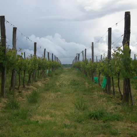 Château Les Arqueys - Vineyard