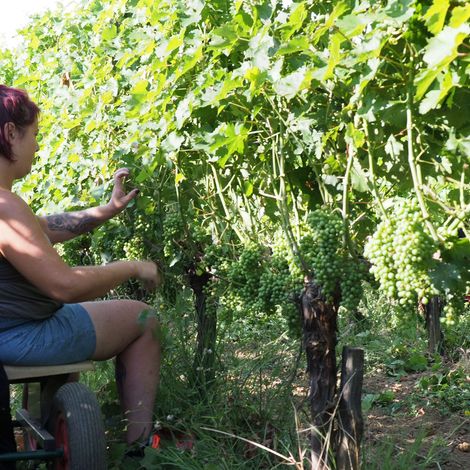 Vineyard Management is Capital