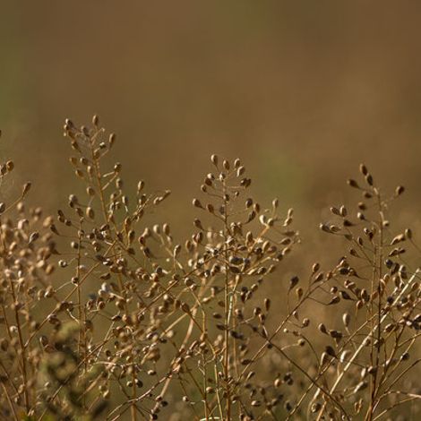 Föhrenlicht Bioland Farm