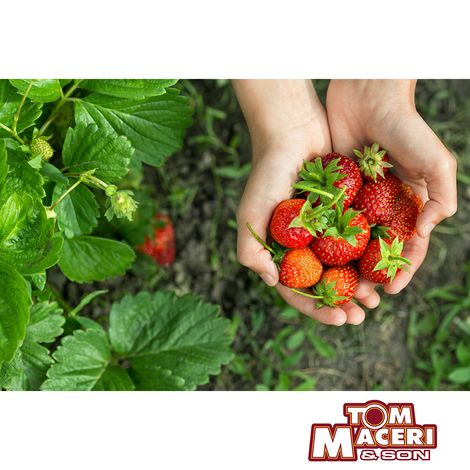 Tom Maceri & Son Inc