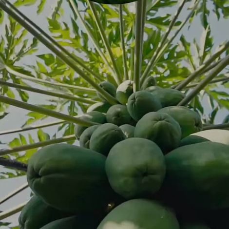 Interfruit - Product