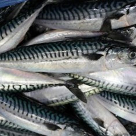 Premier Fish Products