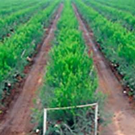 Pomica Peru SAC - Plantation