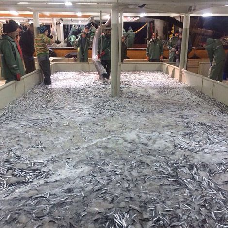 FAT BALIKÇILIK - Production