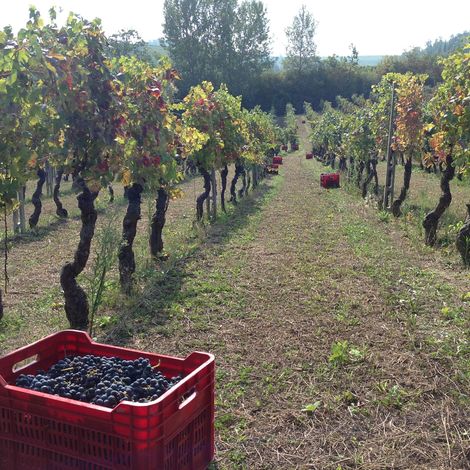 Vignaquaranti, harvesting our wineyard