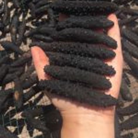 dried-sea-cucumber.jpg