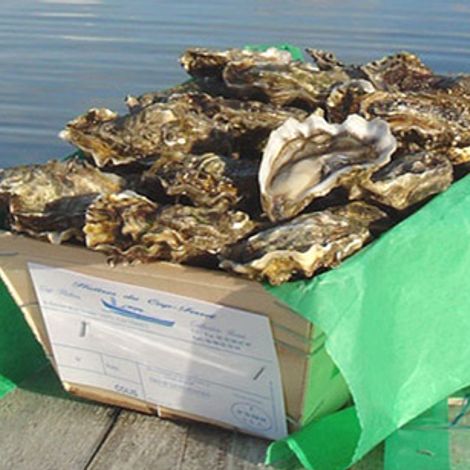 huitres_cap_ferret_6.jpg