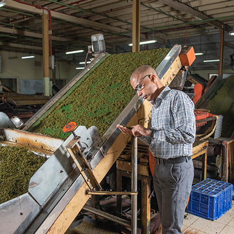 Black Tea Exports - Production