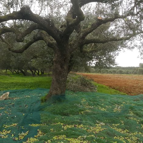 Mishkat Farm