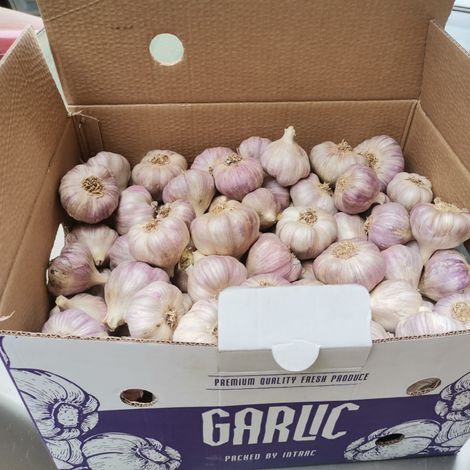 garlic