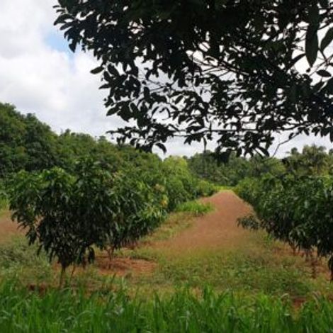 Farm
