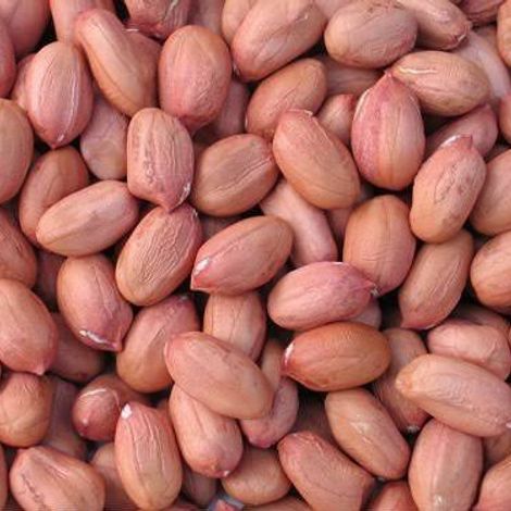 Groundnut (Peanut)