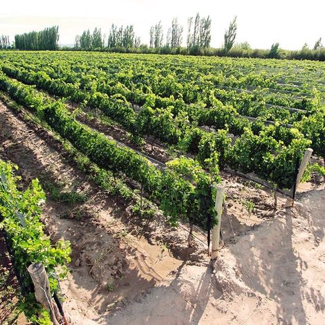 Alfredo Roca Wines Vineyard