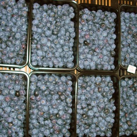 blueberries11-768x512.jpg