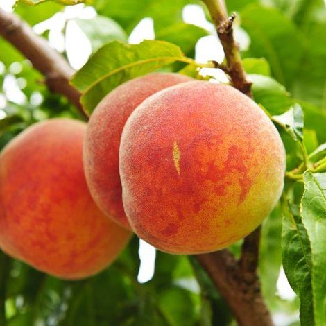 Peaches