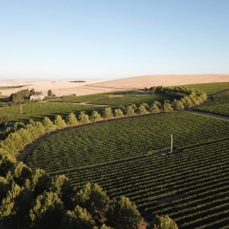 Figgins vineyard 2.jpg