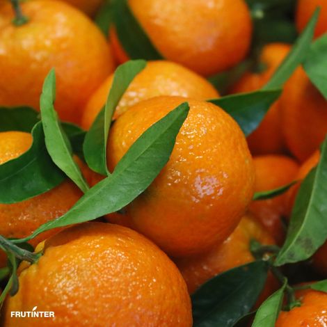 FRUTINTER, S.L.