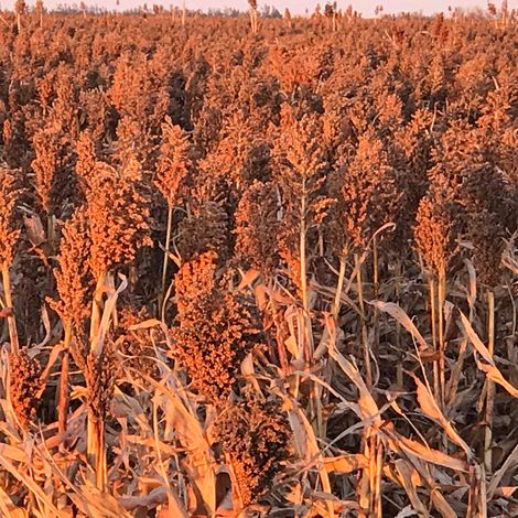 Alliance Ag & Grain, LLC - Grain Field