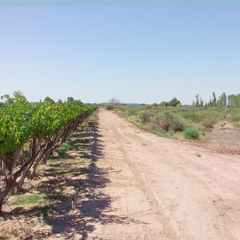 Tittarelli Wines - Vineyard