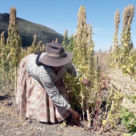 Gogo Quinoa - Plantation