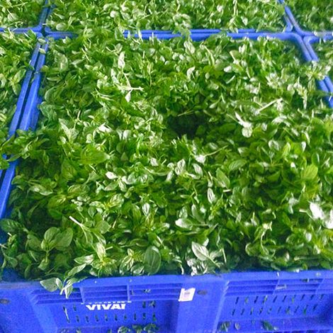 Parma Vivai - Basil