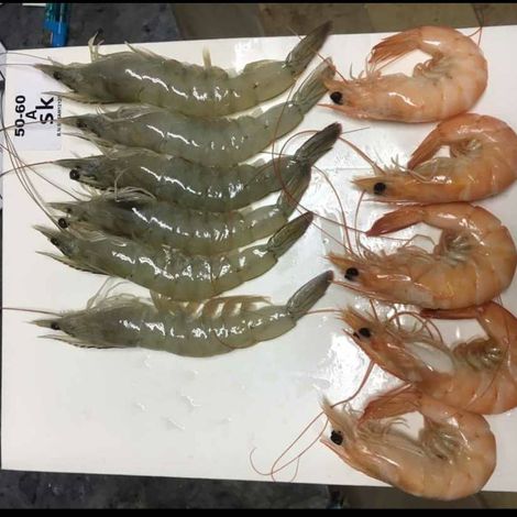 shrimp Iran