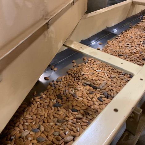 EIE_Almond_NPX_Processing