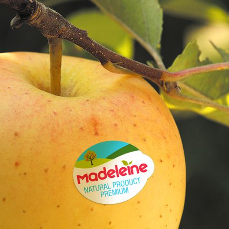 MADELEINE