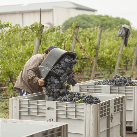 Bodega Cruzat - Product