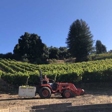 Vineyards