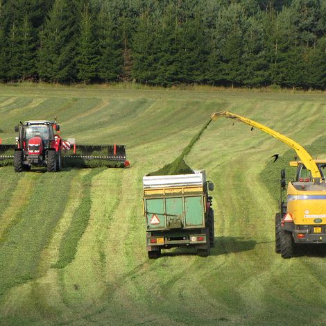 ZEMAS AG - Plantation