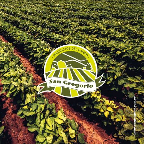 Productos Del Campo San Gregorio Sas - Plantation