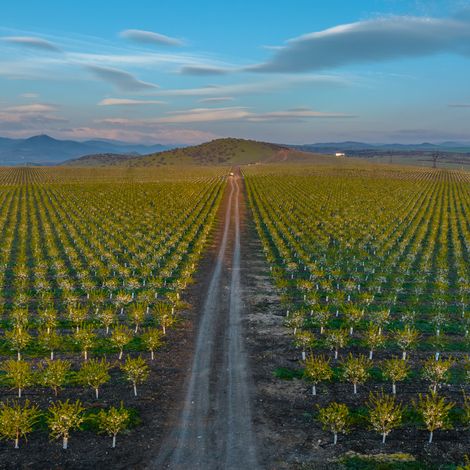Almond Orchard in Bolnisi, Georgia