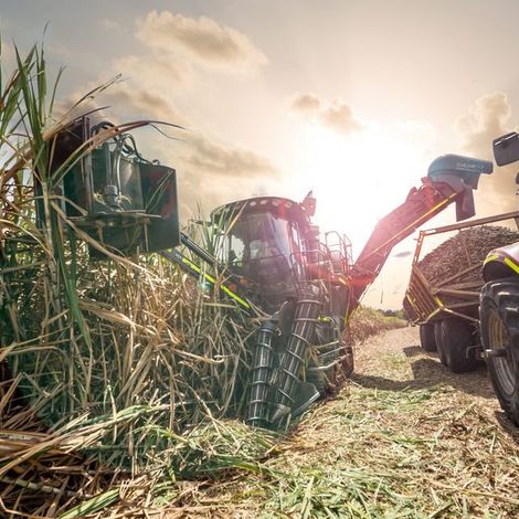 Ingenio Carmelita - Sugarcane Harvest